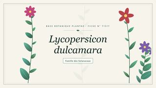 Planche botanique stylisée de Lycopersicon dulcamara, famille des Solanaceae