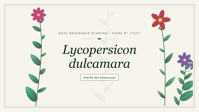 Lycopersicon dulcamara : repères utiles Planche botanique stylisée de Lycopersicon dulcamara, famille des Solanaceae