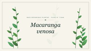 Planche botanique stylisée de Macaranga venosa