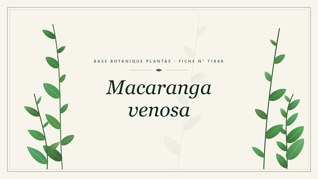 Macaranga venosa : fiche descriptive et taxonomie Planche botanique stylisée de Macaranga venosa