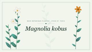 Planche botanique stylisée de Magnolia kobus