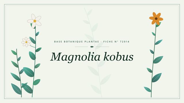 Magnolia kobus : fiche descriptive et taxonomie Planche botanique stylisée de Magnolia kobus