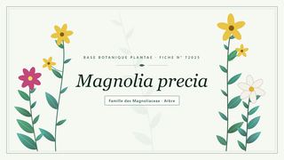 Planche botanique stylisée de Magnolia precia, famille des Magnoliaceae