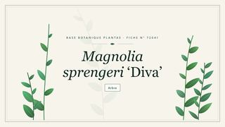 Planche botanique stylisée de Magnolia sprengeri ‘Diva’