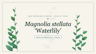Planche botanique stylisée de Magnolia stellata ‘Waterlily’, famille des Magnoliacées