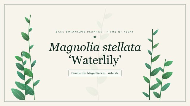 Magnolia stellata waterlily : panorama Planche botanique stylisée de Magnolia stellata ‘Waterlily’, famille des Magnoliacées