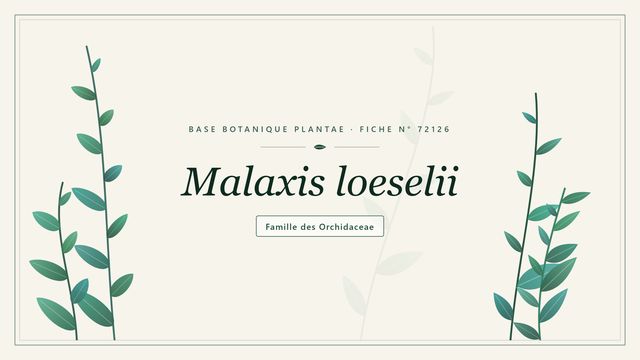 Malaxis loeselii : panorama Planche botanique stylisée de Malaxis loeselii, famille des Orchidaceae