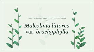 Planche botanique stylisée de Malcolmia littorea var. brachyphylla