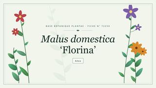 Planche botanique stylisée de Malus domestica ‘Florina’
