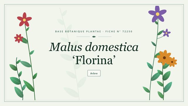 Malus domestica florina : l'essentiel Planche botanique stylisée de Malus domestica ‘Florina’