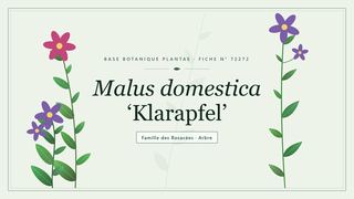 Planche botanique stylisée de Malus domestica ‘Klarapfel’, famille des Rosacées