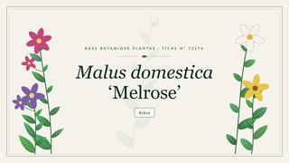 Planche botanique stylisée de Malus domestica ‘Melrose’