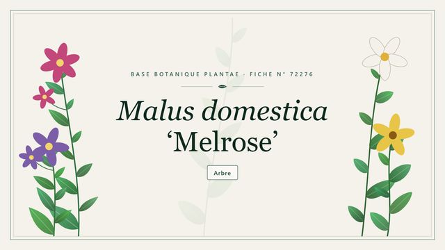 Malus domestica melrose : panorama Planche botanique stylisée de Malus domestica ‘Melrose’