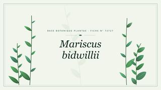 Planche botanique stylisée de Mariscus bidwillii