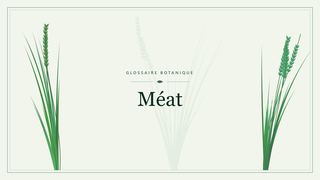 Illustration botanique stylisée du terme « Méat » du glossaire