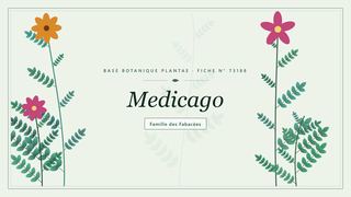 Planche botanique stylisée de Medicago, famille des Fabacées
