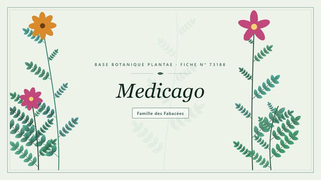 Medicago : l'essentiel Planche botanique stylisée de Medicago, famille des Fabacées