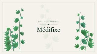 Illustration botanique stylisée du terme « Médifixe » du glossaire