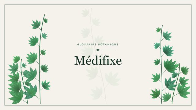 Médifixe : points clés Illustration botanique stylisée du terme « Médifixe » du glossaire