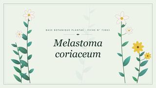 Planche botanique stylisée de Melastoma coriaceum