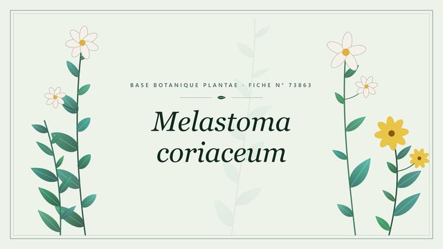 Melastoma coriaceum : fiche descriptive et taxonomie Planche botanique stylisée de Melastoma coriaceum