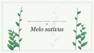 Planche botanique stylisée de Melo sativus