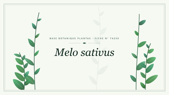 Melo sativus : fiche descriptive et taxonomie Planche botanique stylisée de Melo sativus