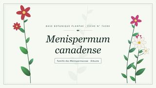Planche botanique stylisée de Menispermum canadense, famille des Menispermaceae
