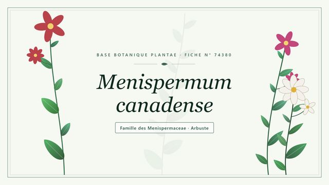 Menispermum canadense : conseils et analyse Planche botanique stylisée de Menispermum canadense, famille des Menispermaceae