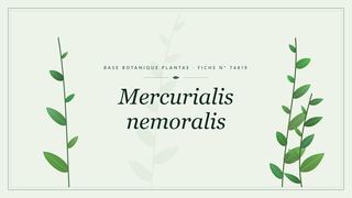 Planche botanique stylisée de Mercurialis nemoralis