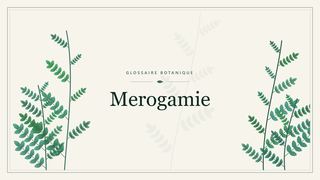 Illustration botanique stylisée du terme « Merogamie » du glossaire