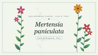 Planche botanique stylisée de Mertensia paniculata, famille des Boraginacées