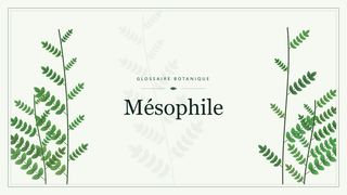 Illustration botanique stylisée du terme « Mésophile » du glossaire