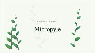Illustration botanique stylisée du terme « Micropyle » du glossaire