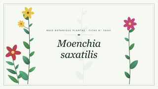 Planche botanique stylisée de Moenchia saxatilis