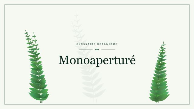 Monoaperturé : ce qu'il faut savoir Illustration botanique stylisée du terme « Monoaperturé » du glossaire