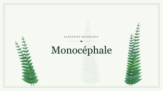 Illustration botanique stylisée du terme « Monocéphale » du glossaire