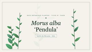 Planche botanique stylisée de Morus alba ‘Pendula’, famille des Moracées