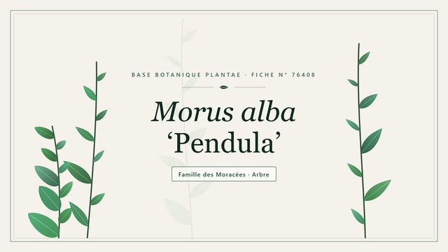 Morus alba pendula : notre analyse Planche botanique stylisée de Morus alba ‘Pendula’, famille des Moracées