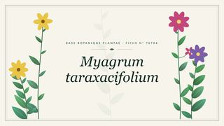 Planche botanique stylisée de Myagrum taraxacifolium