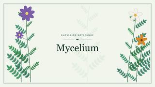 Illustration botanique stylisée du terme « Mycelium » du glossaire