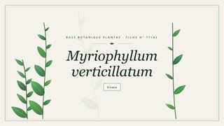 Planche botanique stylisée de Myriophyllum verticillatum