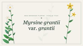 Planche botanique stylisée de Myrsine grantii var. grantii