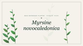 Planche botanique stylisée de Myrsine novocaledonica