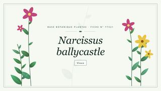 Planche botanique stylisée de Narcissus ballycastle