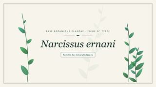 Planche botanique stylisée de Narcissus ernani, famille des Amaryllidacées