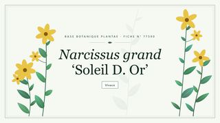 Planche botanique stylisée de Narcissus grand ‘Soleil D. Or’