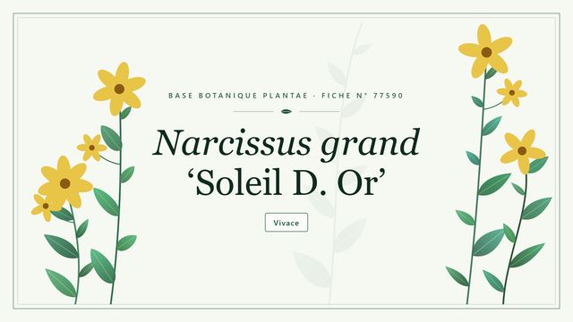 Narcissus grand soleil d or : fiche descriptive et taxonomie Planche botanique stylisée de Narcissus grand ‘Soleil D. Or’