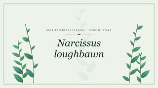Planche botanique stylisée de Narcissus loughbawn