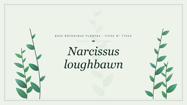 Narcissus loughbawn : fiche descriptive et taxonomie Planche botanique stylisée de Narcissus loughbawn
